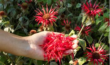 red wildflowers