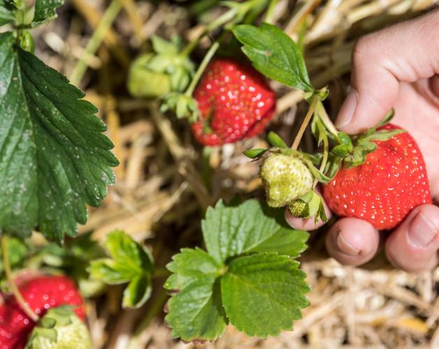 Strawberry varieties