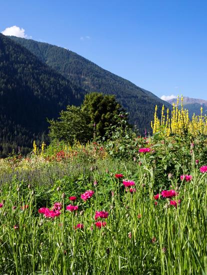 Meadow with flowers