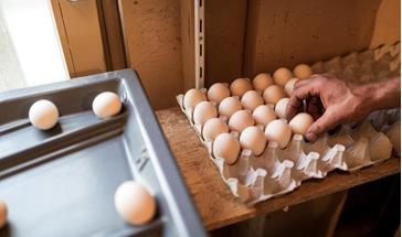 Eggs in a carton