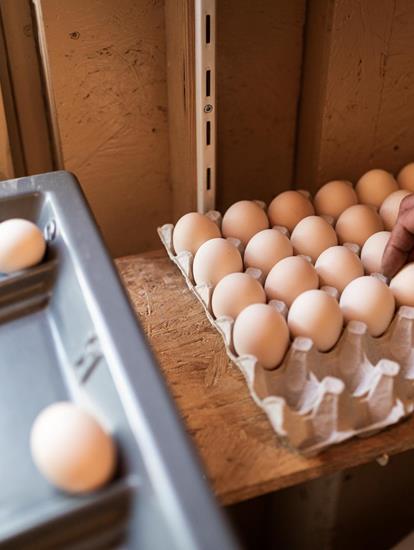 Eggs in a carton