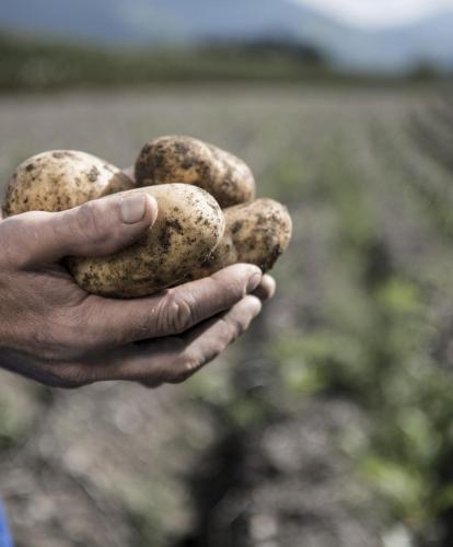 freshly harvested potatoes