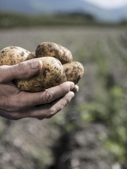 Frisch geerntete Kartoffeln