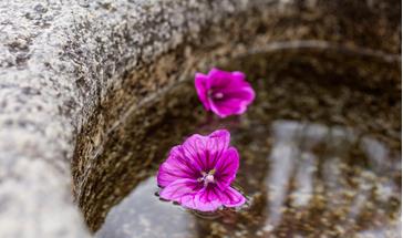Brunnen mit lila Blumen