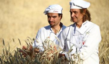 Bakers collect the wheat