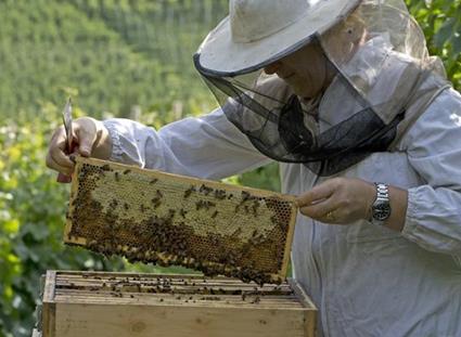 Logo South Tyrolean Apiaries