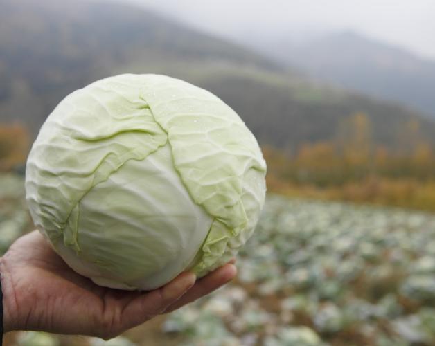 Cabbage