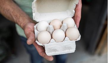 Box of six white eggs