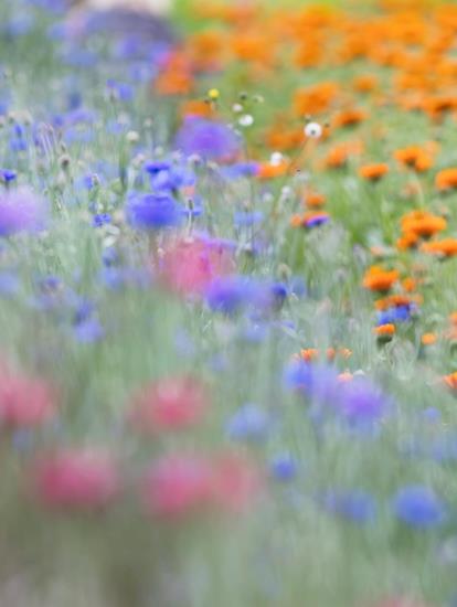 Meadow with flowers