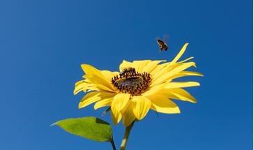 yellow flower with bees