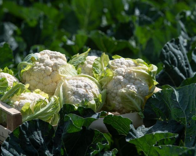 A bunch of cauliflowers