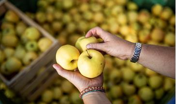 Yellow apples