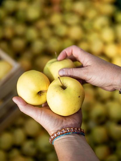 Gelbe Äpfel