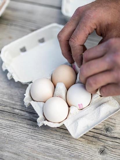 White eggs Quality Alto Adige