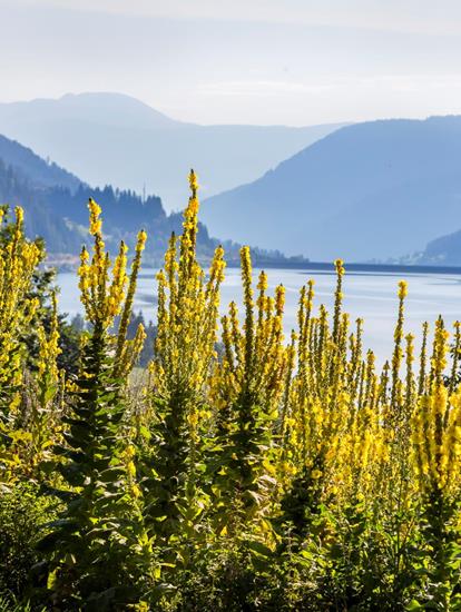 Yellow flowers