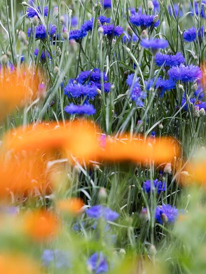 Blaue und orange Blumen
