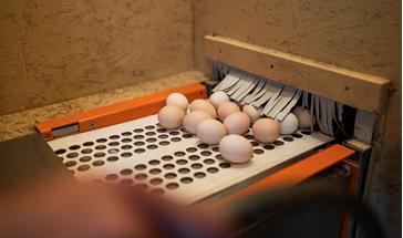 White and brown eggs