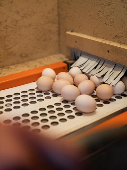 White and brown eggs