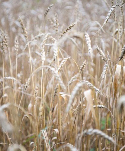 Grain