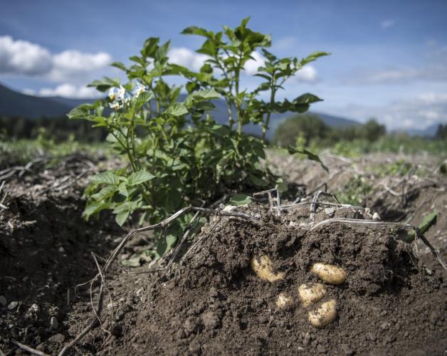 Potato plant